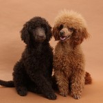 标准贵宾犬-缩略图-3