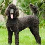 标准贵宾犬-缩略图-4