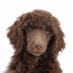 标准贵宾犬-缩略图-5