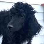 标准贵宾犬-缩略图-6