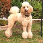 标准贵宾犬-缩略图-7