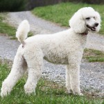 标准贵宾犬-缩略图-8