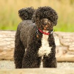 葡萄牙水犬-缩略图-1