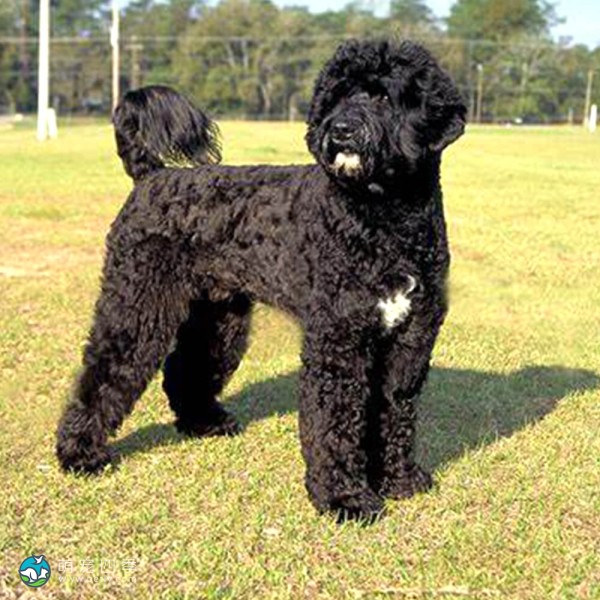 葡萄牙水犬-2
