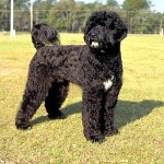 葡萄牙水犬-缩略图-2