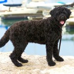 葡萄牙水犬-缩略图-3