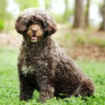 葡萄牙水犬-缩略图-4