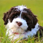 葡萄牙水犬-缩略图-5