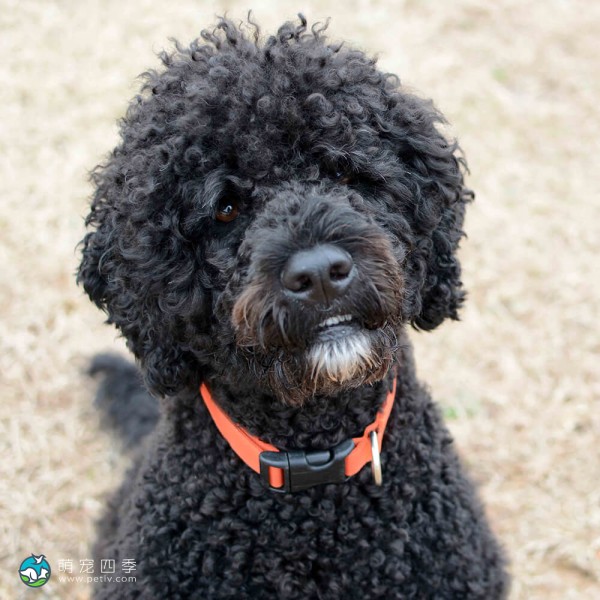 葡萄牙水犬-6