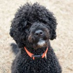 葡萄牙水犬-缩略图-6