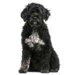 葡萄牙水犬-缩略图-7