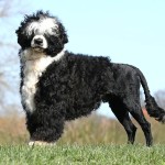 葡萄牙水犬-缩略图-8