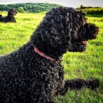 葡萄牙水犬-缩略图-9