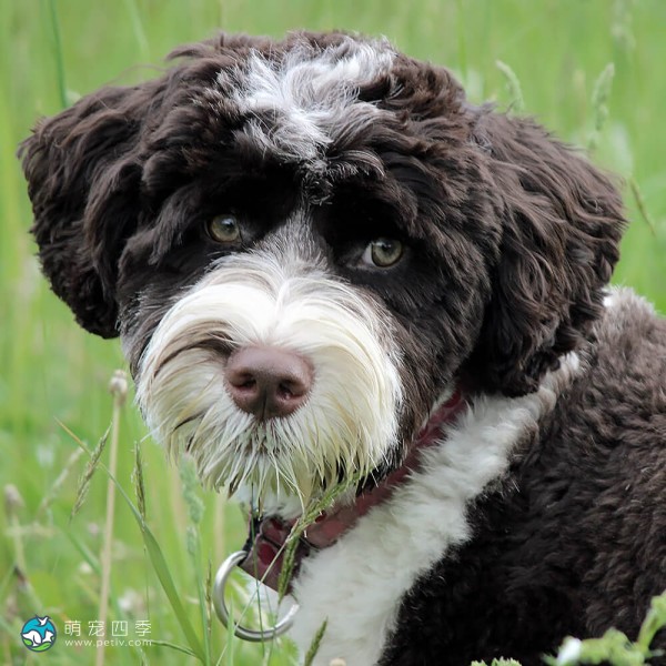 葡萄牙水犬-10