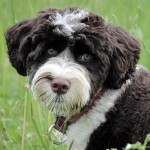 葡萄牙水犬-缩略图-10