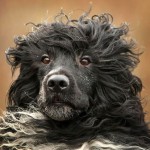 葡萄牙水犬-缩略图-11