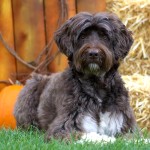 葡萄牙水犬-缩略图-12