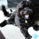 葡萄牙水犬-缩略图-13