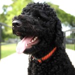 葡萄牙水犬-缩略图-14