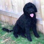 葡萄牙水犬-缩略图-15