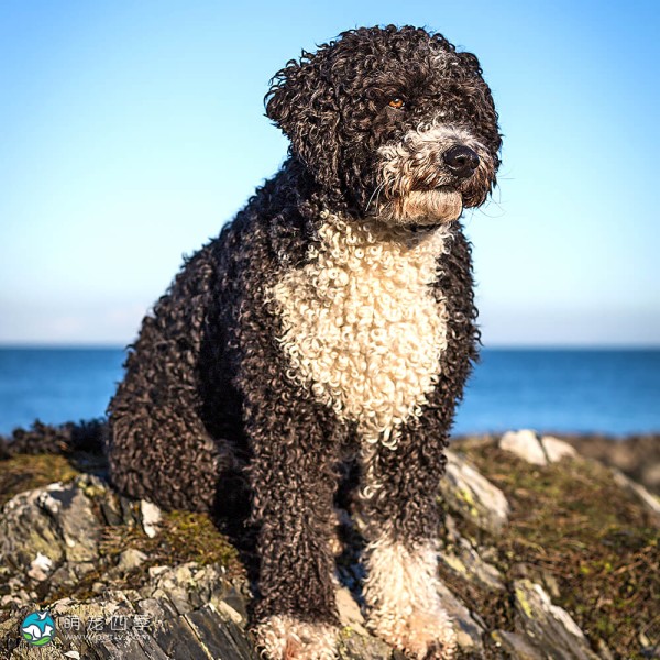 西班牙水犬-1