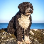 西班牙水犬-缩略图-1