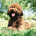 西班牙水犬-缩略图-2