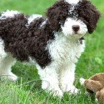 西班牙水犬-缩略图-3