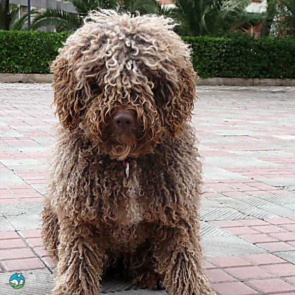西班牙水犬-4