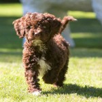 西班牙水犬-缩略图-5