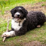 西班牙水犬-缩略图-6