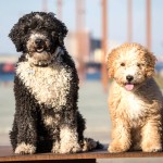 西班牙水犬-缩略图-7