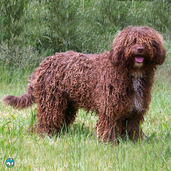 西班牙水犬-8