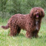 西班牙水犬-缩略图-8