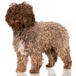 西班牙水犬-缩略图-9