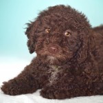 西班牙水犬-缩略图-10