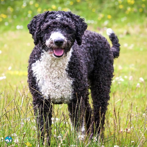 西班牙水犬-11