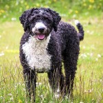 西班牙水犬-缩略图-11