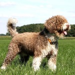 西班牙水犬-缩略图-12