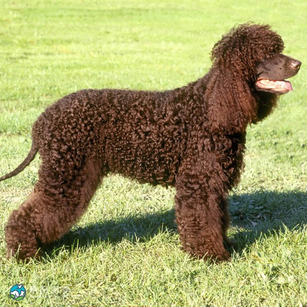爱尔兰水犬-1