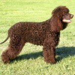 爱尔兰水犬-缩略图-1