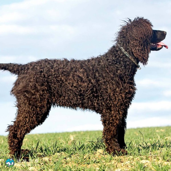 爱尔兰水犬-3