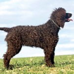 爱尔兰水犬-缩略图-3