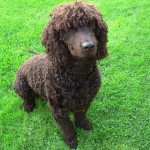 爱尔兰水犬-缩略图-4