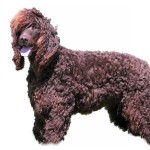 爱尔兰水犬-缩略图-5