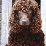 爱尔兰水犬-缩略图-7