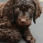 爱尔兰水犬-缩略图-8