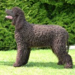 爱尔兰水犬-缩略图-10