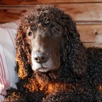 爱尔兰水犬-缩略图-11