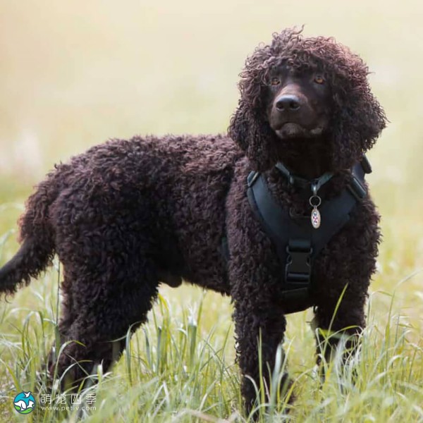 爱尔兰水犬-12